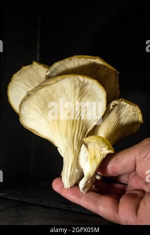 Eine Hand, die eine Gruppe Austernpilze, Pleurotus ostreatus, vor einem schwarzen Hintergrund hält Stockfoto