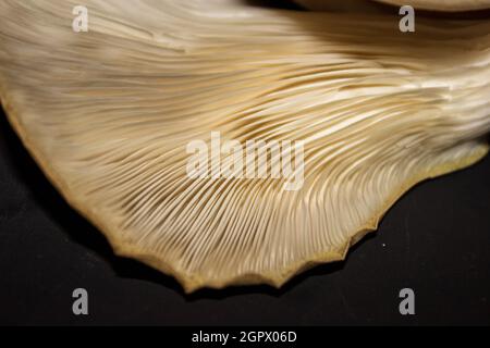 Nahaufnahme der Kiemen einer Austernpilze, Pleurotus ostreatus, vor schwarzem Hintergrund Stockfoto