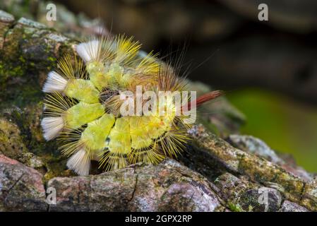 Blasser Zwickel (Calliteara pudibunda / Phalaena pudibunda) bunt zusammengerollte Raupe in gelber Form. Motte stammt aus Europa und Asien Stockfoto