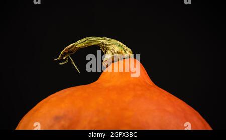 Nahaufnahme von Hokkaido Pumpkin oder Red Kuri auf einem Foto mit schwarzem Hintergrund Stockfoto