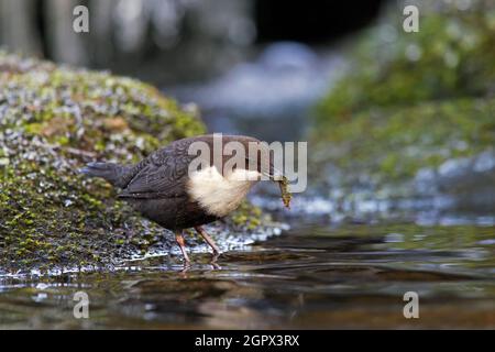 Weißkehlchen-Dipper / Europäische Dipper (Cinclus cinclus) auf Felsen mit Wasserinsekten Beute im Schnabel im Strom im Winter thront Stockfoto