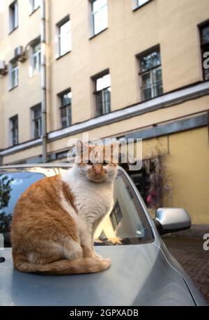 Vertikale Aufnahme einer Ingwerkatze, die auf der Motorhaube eines Autos sitzt Stockfoto