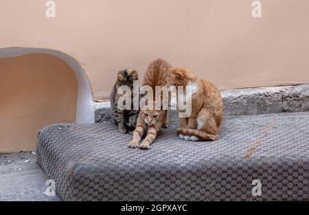 Schöne Aufnahme von drei streunenden Kätzchen in einem Hof auf einer alten Matratze Stockfoto