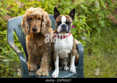 Boston Terrier und Cocker Spaniel porträtieren im Sommergarten Stockfoto