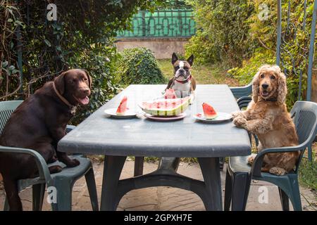 Drei Hunde, Labrador, Cocker Spaniel und Boston Terrier an einem großen Tisch, der Wassermelone im Garten isst, Comic-Foto Stockfoto