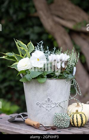 Weiße Viola-Blume, Cyclamen und Heidekraut-Blume im Vintage-Pflanzentopf Stockfoto