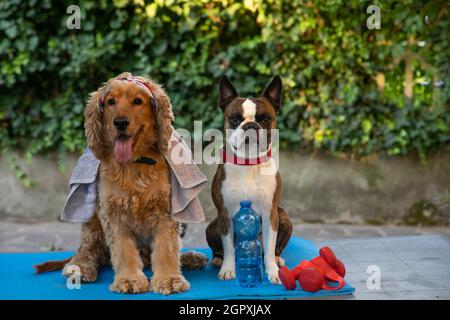 Cocker Spaniel und Boston Terrier sind mit einem Handtuch, einer Sportmatte und Kurzhanteln bereit für die Outdoor-Fitness. Humorvolle Fotografie, Hunde als Menschen Stockfoto