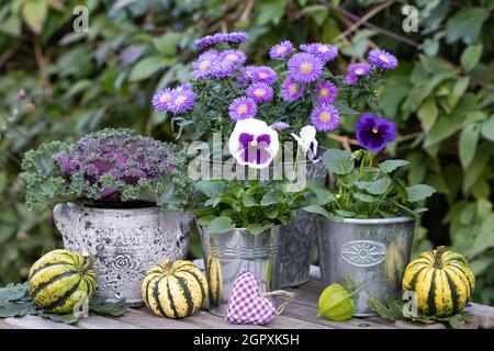 Weiße und violette Herbstblumen in Vintage-Töpfen im Garten Stockfoto