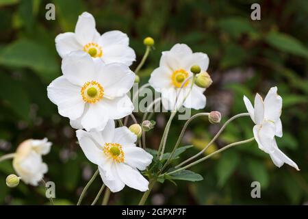 Weiße japanische Anemone Honorine jobert Makro Stockfoto