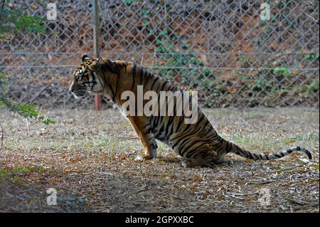 Sumatra-Tiger Stockfoto