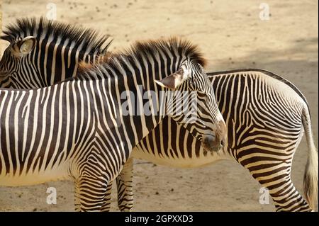 Zebras Stockfoto