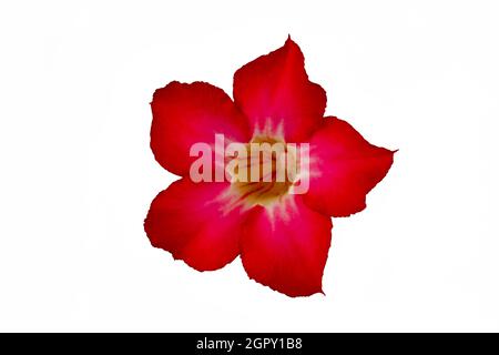 Rote japanische Frangipani- oder adenium-Blumen, von oben gesehen mit einem Schnittpfad Stockfoto