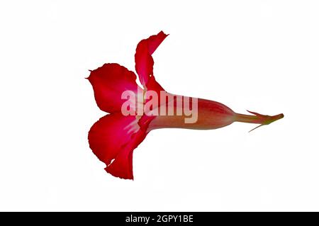 Rote japanische Frangipani- oder adenium-Blumen, von der Seite mit einem Schnittpfad gesehen Stockfoto