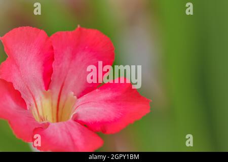 Rote japanische Frangipani-Blüten, unscharfer Blatthintergrund Stockfoto