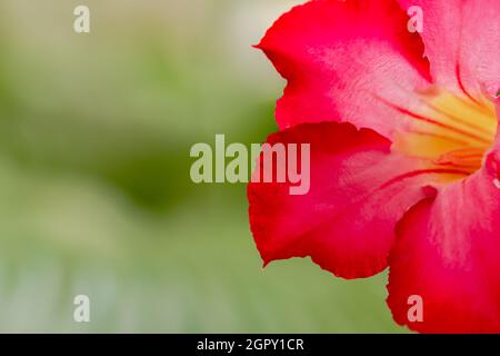 Japanische Frangipani Blume rot als adenium bekannt, Laub Hintergrund verschwimmen Stockfoto