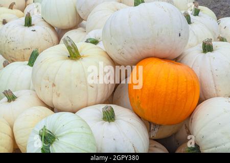 Vorrat an weißen Kürbis der Casper-Sorte an einem Kürbisfeld in Half Moon Bay, Kalifornien, USA. Stockfoto