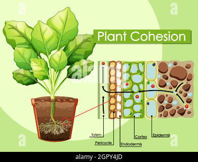 Diagramm mit dem Pflanzenzusammenhalt Stock Vektor