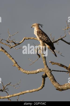 Wandelbarer Falkadler (Nisaetus cirrhatus ceylanensis) sub-adult auf der Baumspitze (endemische Rasse Sri Lankas) in Sri Lanka Dezember Stockfoto