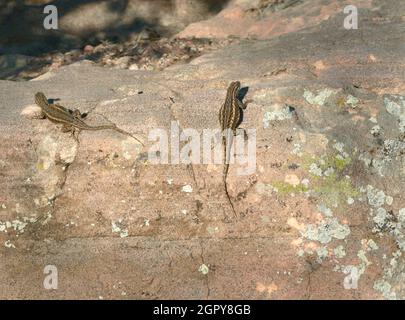 Ein Paar Schwerteidechsen (Sceloporus gracious) saugen die wärmende Sonne auf einem Felsen in New Mexico auf. Stockfoto