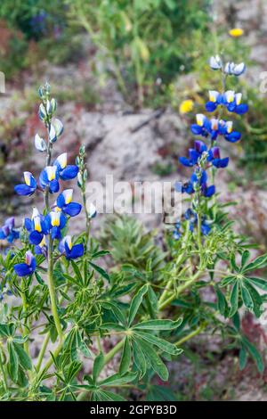 Lupinus mutabilis, Lupinus-Arten, die in den Anden angebaut werden, hauptsächlich wegen seiner essbaren Bohne. In Der Nähe Von Quilotoa, Ecuador. Stockfoto