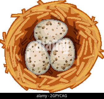 Viele Vogeleier auf dem Nest isoliert auf weißem Hintergrund Stock Vektor