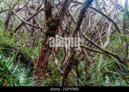 Wald von Polylepis-Bäumen im Nationalpark von Baja, Ecuador Stockfoto