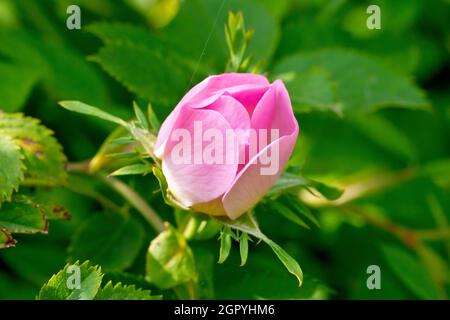 Hunderose (rosa canina), Nahaufnahme einer einzelnen, rosa Blütenknospe der sehr variablen Wildrose. Stockfoto