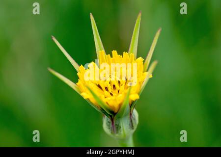 Ziegenbart (tragopogon pratensis), auch bekannt als Jack-go-to-bed-at-mittags, Nahaufnahme einer einzelnen isolierten gelben Blume. Stockfoto