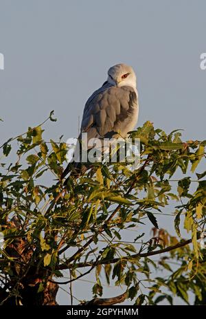 Black-winged Kite (Elanus caeruleus vociferus) Erwachsener, der auf dem Busch Gujarat, Indien, thront November Stockfoto