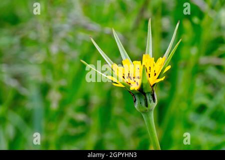 Ziegenbart (tragopogon pratensis), auch bekannt als Jack-go-to-bed-at-mittags, Nahaufnahme einer einzelnen isolierten gelben Blume. Stockfoto