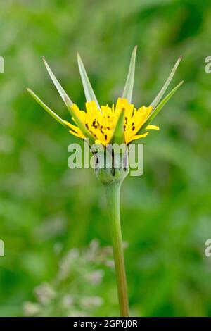 Ziegenbart (tragopogon pratensis), auch bekannt als Jack-go-to-bed-at-mittags, Nahaufnahme einer einzelnen isolierten gelben Blume. Stockfoto