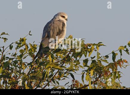 Black-winged Kite (Elanus caeruleus vociferus) Erwachsener, der auf dem Busch Gujarat, Indien, thront November Stockfoto