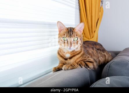 Eine inländische bengalische Katze sitzt auf der Rückseite des Sofas im Zimmer am Fenster. Stockfoto