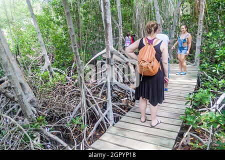 SAN BERNARDO, KOLUMBIEN - 31. AUGUST 2015: Touristen wandern durch den Mangrovenwald auf der Insel Palma des Archipels San Bernardo, Kolumbien Stockfoto