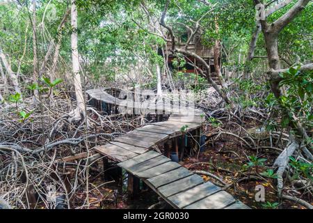 Promenade durch Mangrovenwald auf der Insel Palma des San Bernardo Archipels, Kolumbien Stockfoto