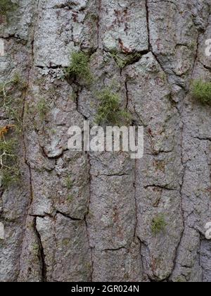 Quercus robur, Eiche, Nahaufnahme der Rinde. Stockfoto