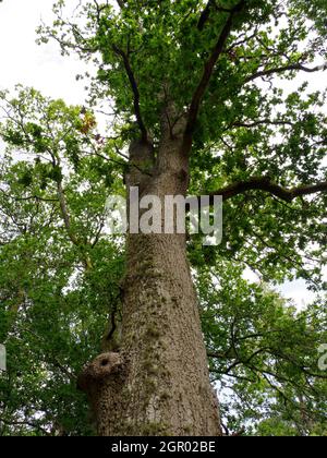 Quercus robur, Eiche. Stockfoto