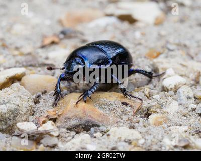 Anoplotrupes stercorosus, Dor Beetle, The New Forest, Großbritannien Stockfoto