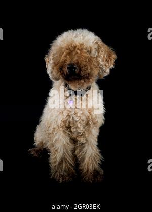 Lagotto Romagnolo Hund im Studio auf schwarzem Hintergrund, UK Stockfoto