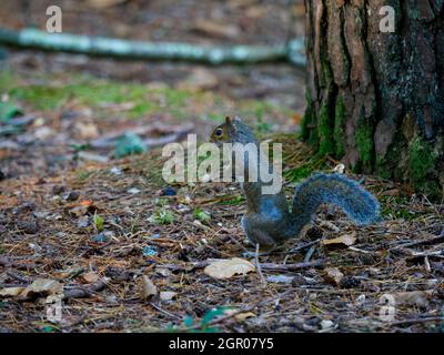 Graues Eichhörnchen, Sciurus carolinensis, aufrecht stehend, The New Forest, Hampshire, VEREINIGTES KÖNIGREICH Stockfoto