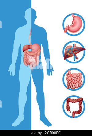 Anatomie des Menschen mit verschiedenen Organen Stock Vektor