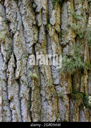 Nahaufnahme der Rinde einer gewöhnlichen Eiche, Quercus robur, Stockfoto