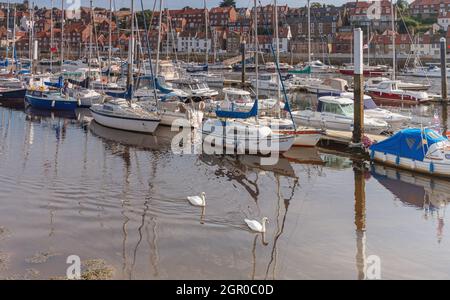 An einem Steg und einem Kai in einer Marina liegen Jachten. Zwei Schwäne schwimmen vorbei und es gibt Gebäude im Hintergrund. Stockfoto