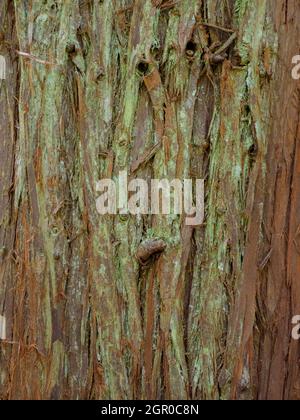 Cryptomeria japonica, japanische Zeder, Nahaufnahme der Rinde. Stockfoto