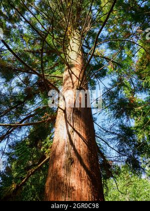 Blick auf eine Cryptomeria japonica; Japanischer Zedernbaum. Stockfoto