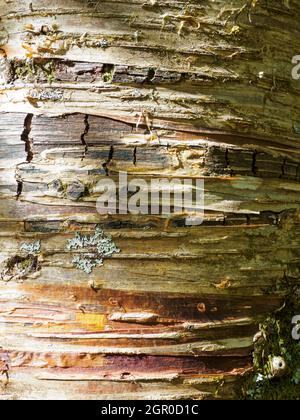 Betula lenta, Kirschbirke, Nahaufnahme der Rinde. Stockfoto