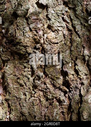 Picea sitchensis, Sitka Fichte, Nahaufnahme der Rinde. Stockfoto