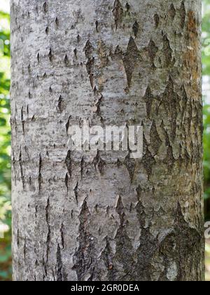 Populus tremula, Espenbaum, Nahaufnahme der Rinde. Stockfoto