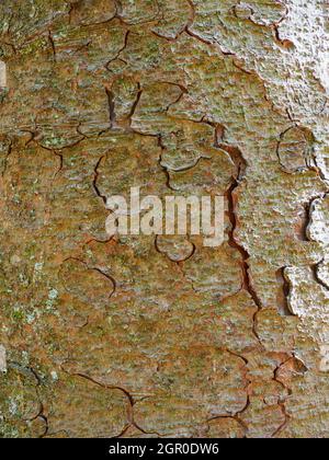 picea abies, Norwegen Fichte, Nahaufnahme der Rinde. Stockfoto