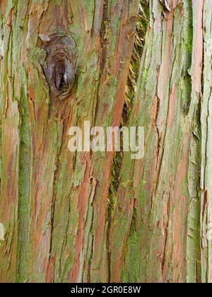 Chamaecyparis nootkatensis, Nootka-Zypressenbaum Stockfoto